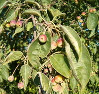 Plancia ëd Malus sikkimensis (Wenz.) Koehne