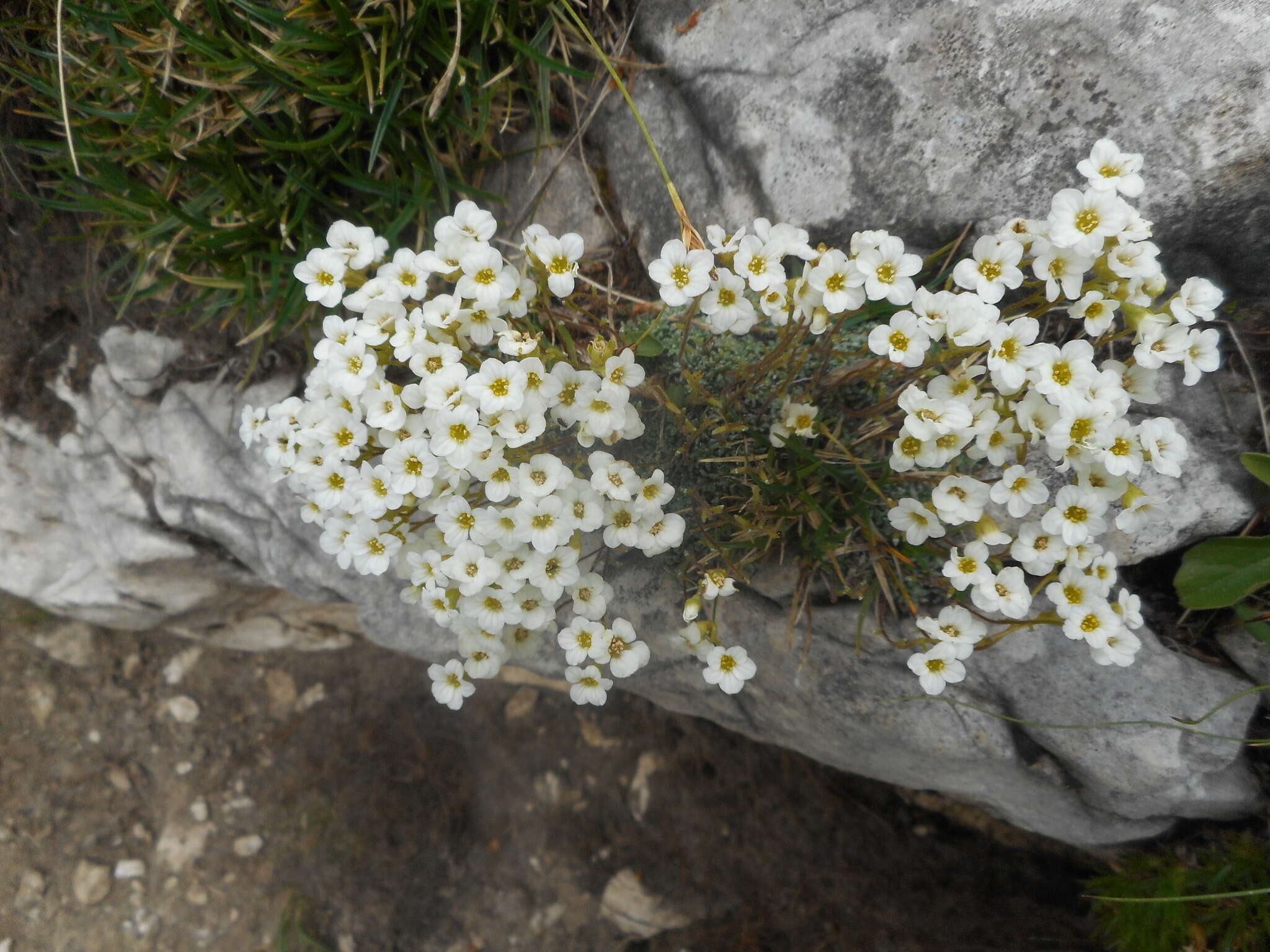 Слика од Saxifraga caesia L.