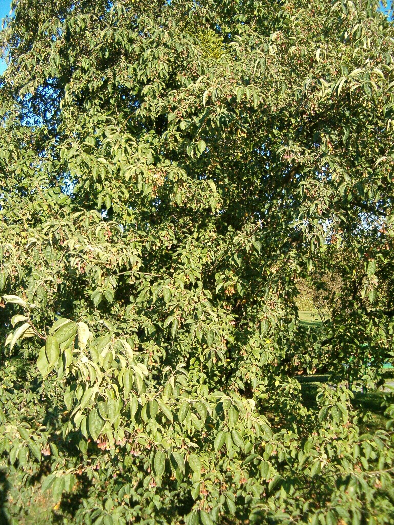 Plancia ëd Malus sikkimensis (Wenz.) Koehne