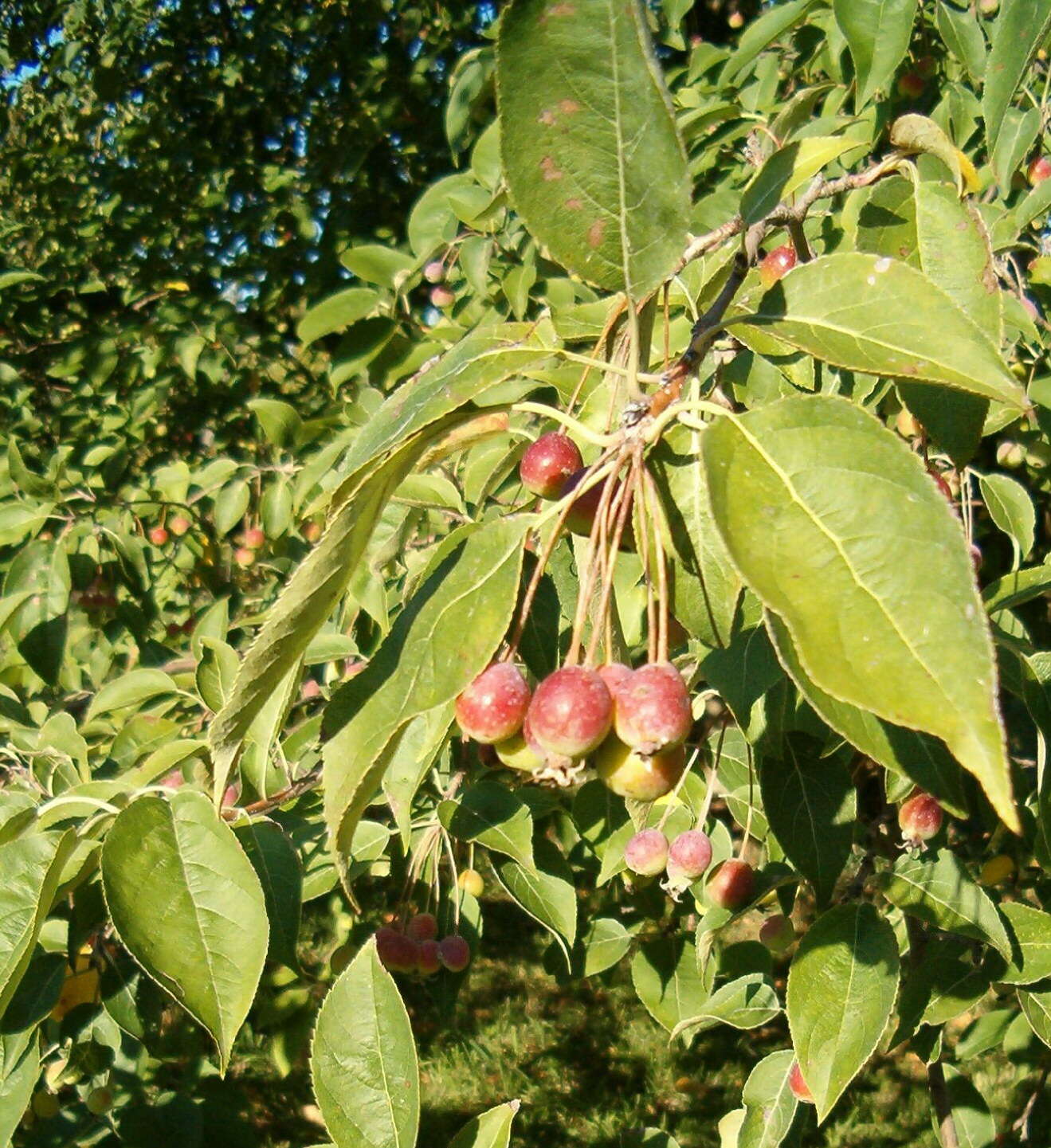 Plancia ëd Malus sikkimensis (Wenz.) Koehne