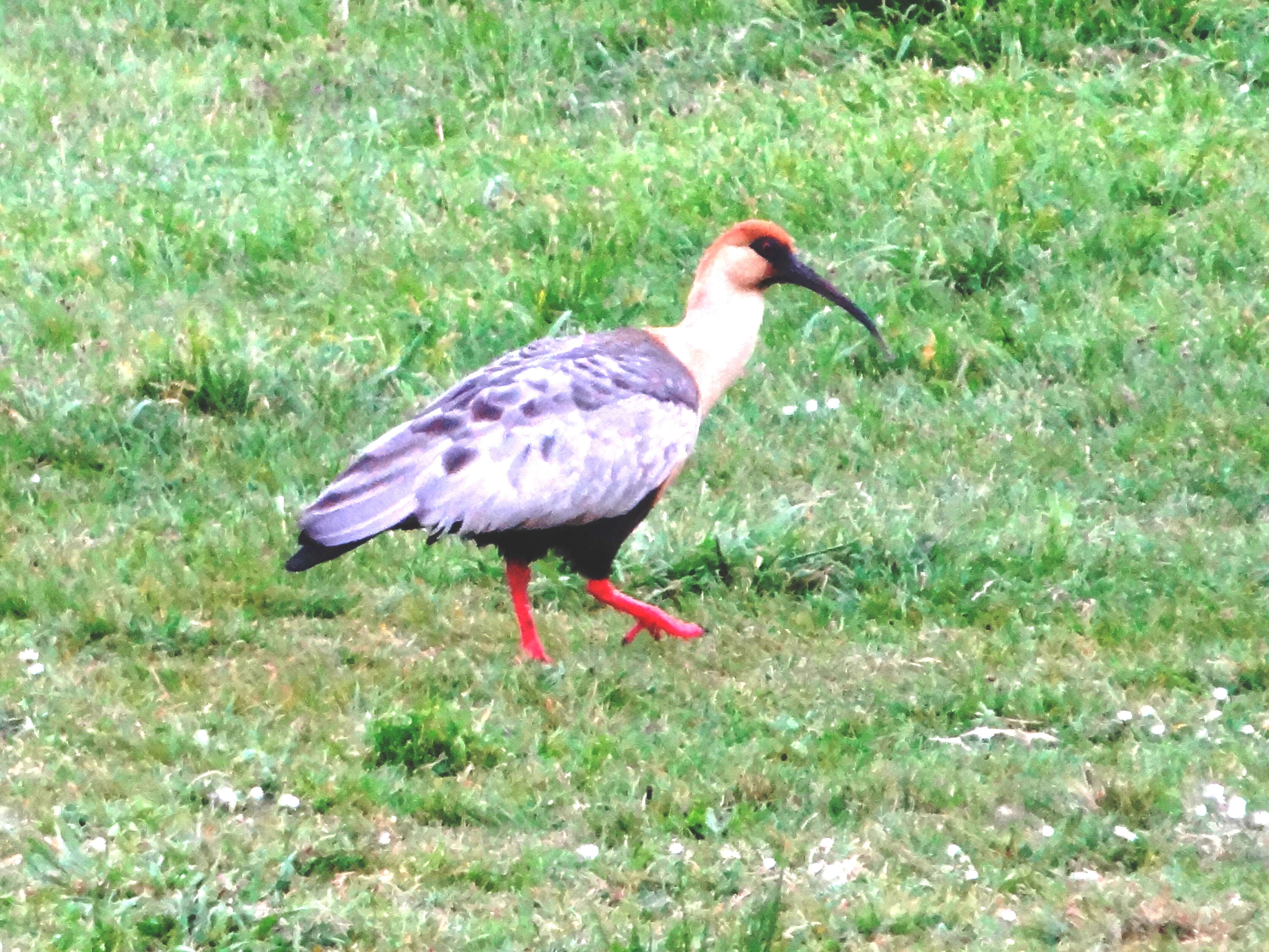 Image of Black-faced Ibis