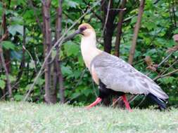 Image of Black-faced Ibis