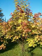 Image of Japanese Rowan