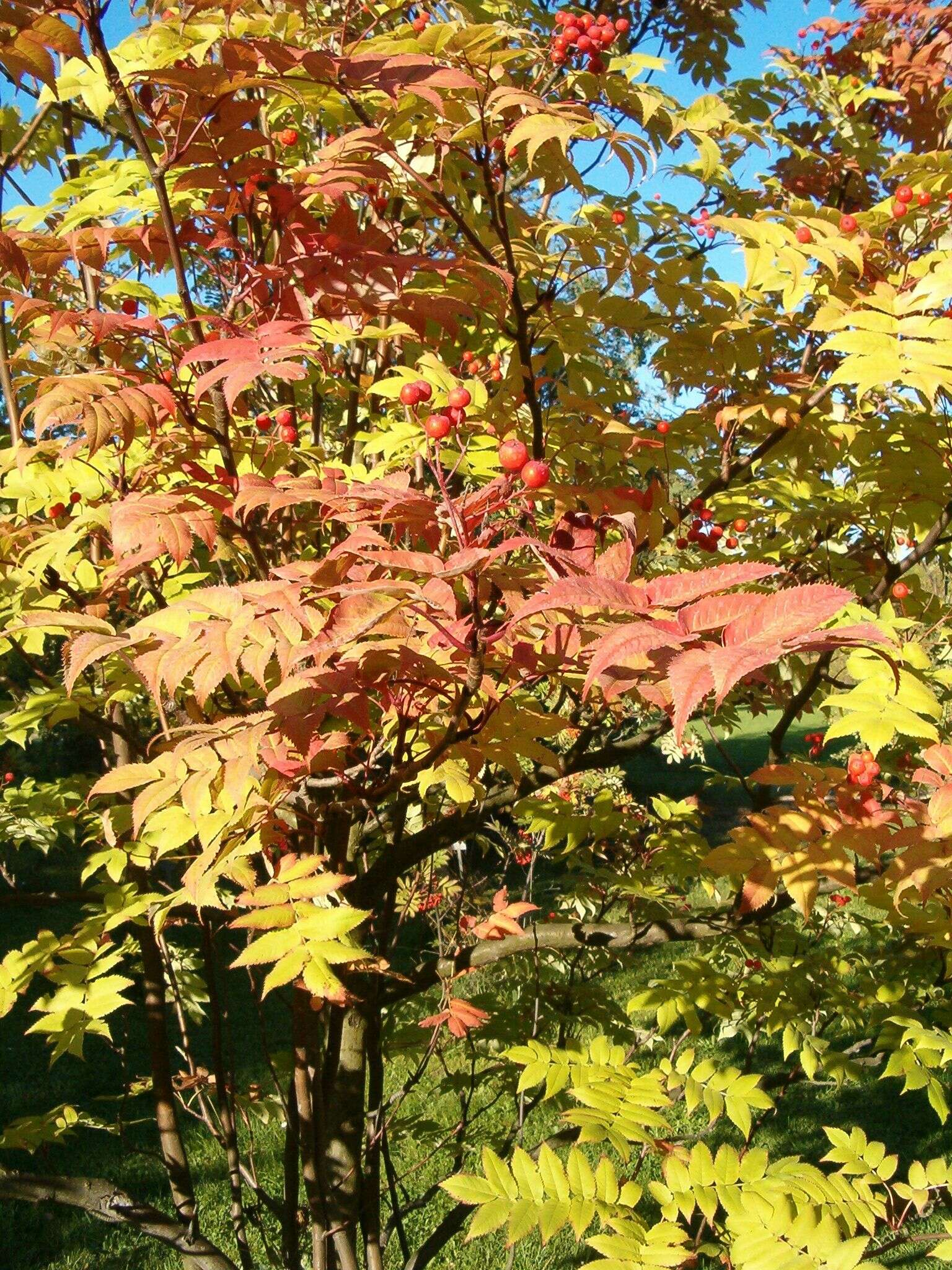 Image of Japanese Rowan