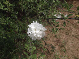 Cordia parvifolia A. DC. resmi