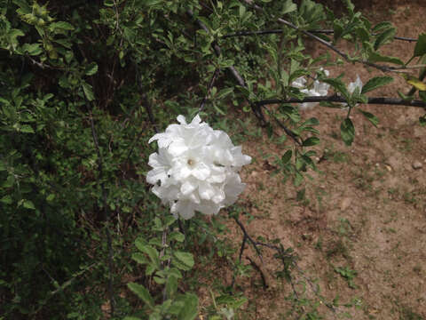 Cordia parvifolia A. DC. resmi