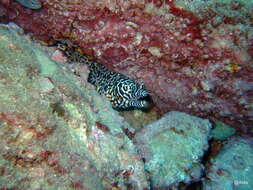 Image of Leopard moray eel