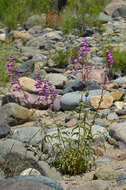 Слика од Penstemon spectabilis var. subinteger (D. D. Keck) C. C. Freeman