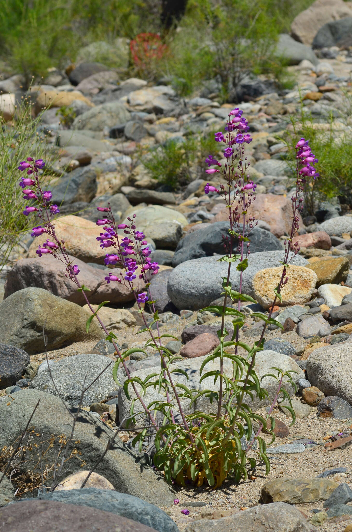 Image of Penstemon spectabilis var. subinteger (D. D. Keck) C. C. Freeman