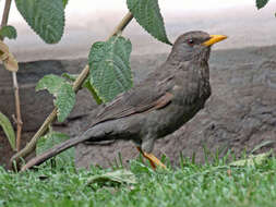 Turdus chiguanco d'Orbigny & Lafresnaye 1837 resmi