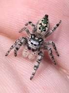 Phidippus otiosus (Hentz 1846)的圖片