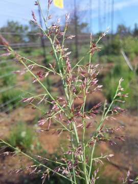 Image of Eragrostis gummiflua Nees