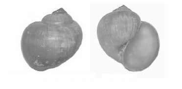 Image of Pomacea urceus (O. F. Müller 1774)