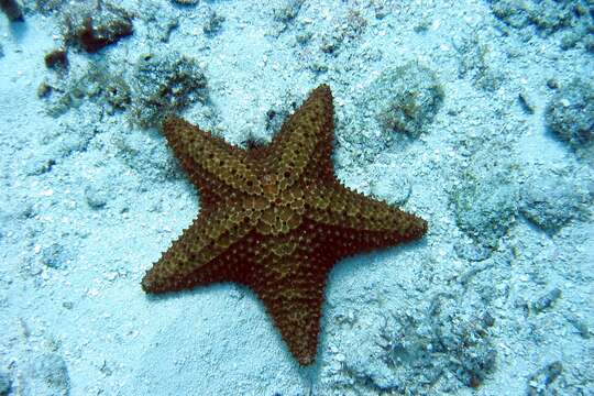 Image of Red cushion sea star