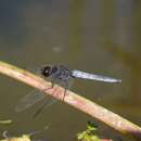 Слика од Crocothemis nigrifrons (Kirby 1894)