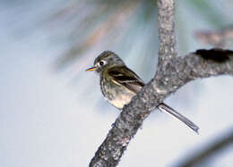 Empidonax affinis (Swainson 1827)的圖片