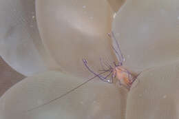 Image of Bubble coral shrimp