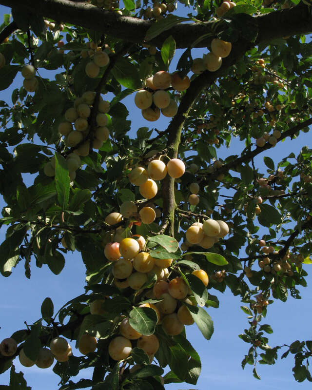 Image of Prunus domestica subsp. syriaca