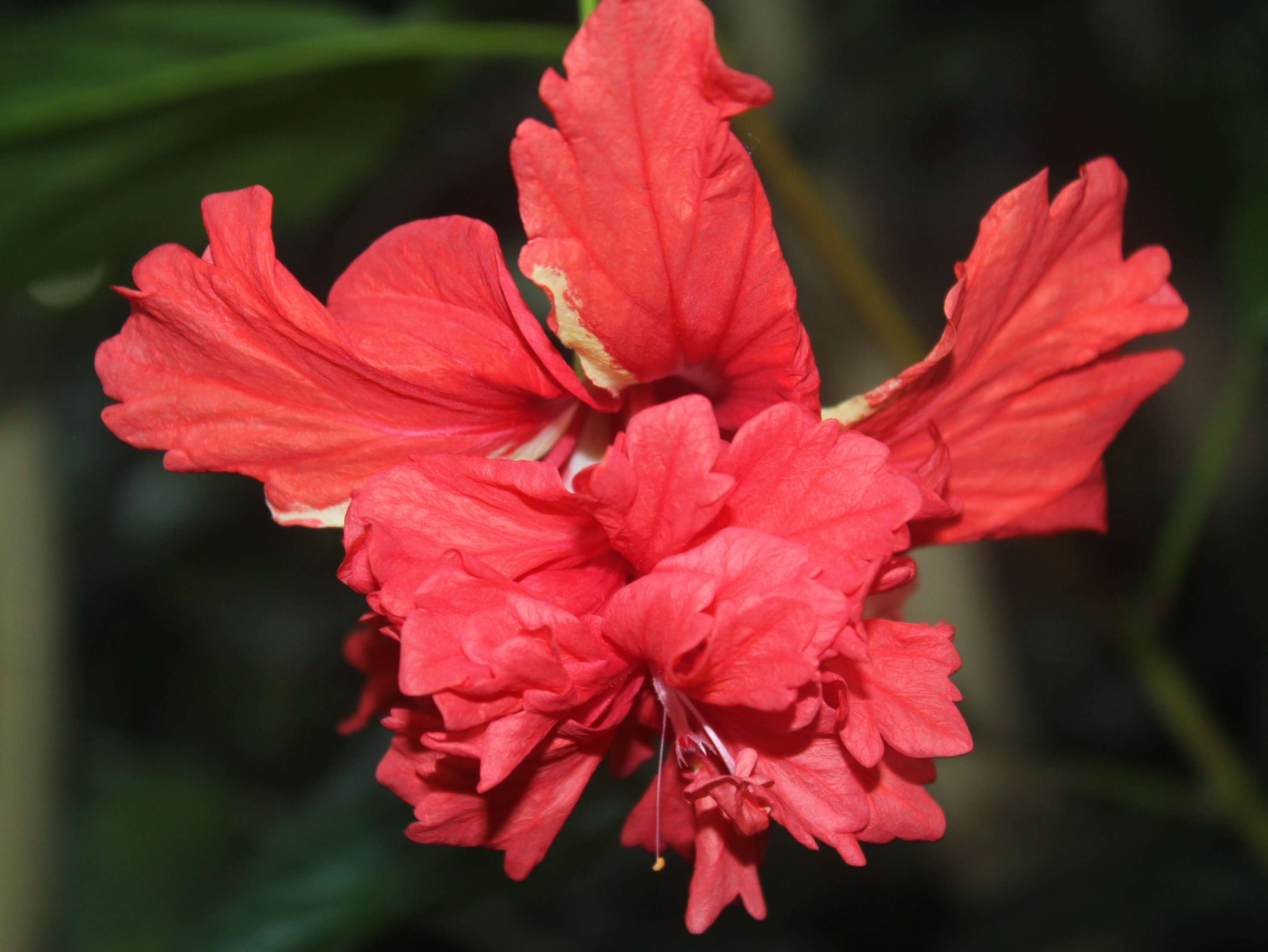 Image of fringed rosemallow