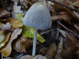 Coprinellus impatiens (Fr.) J. E. Lange 1938 resmi