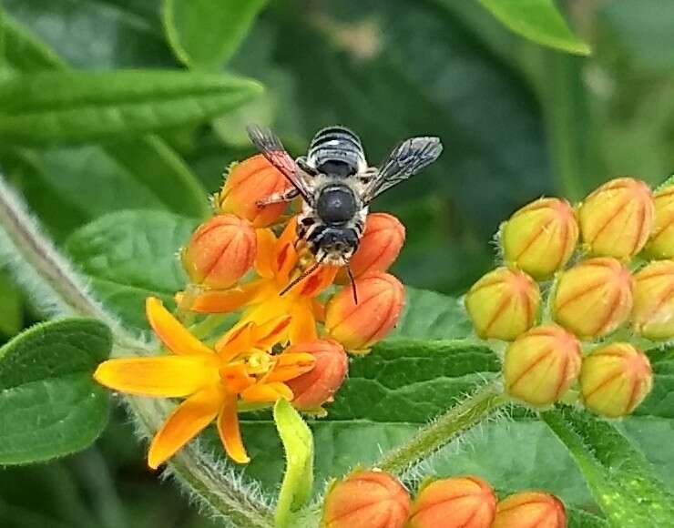 Image of Flat-tailed Leaf-cutter Bee