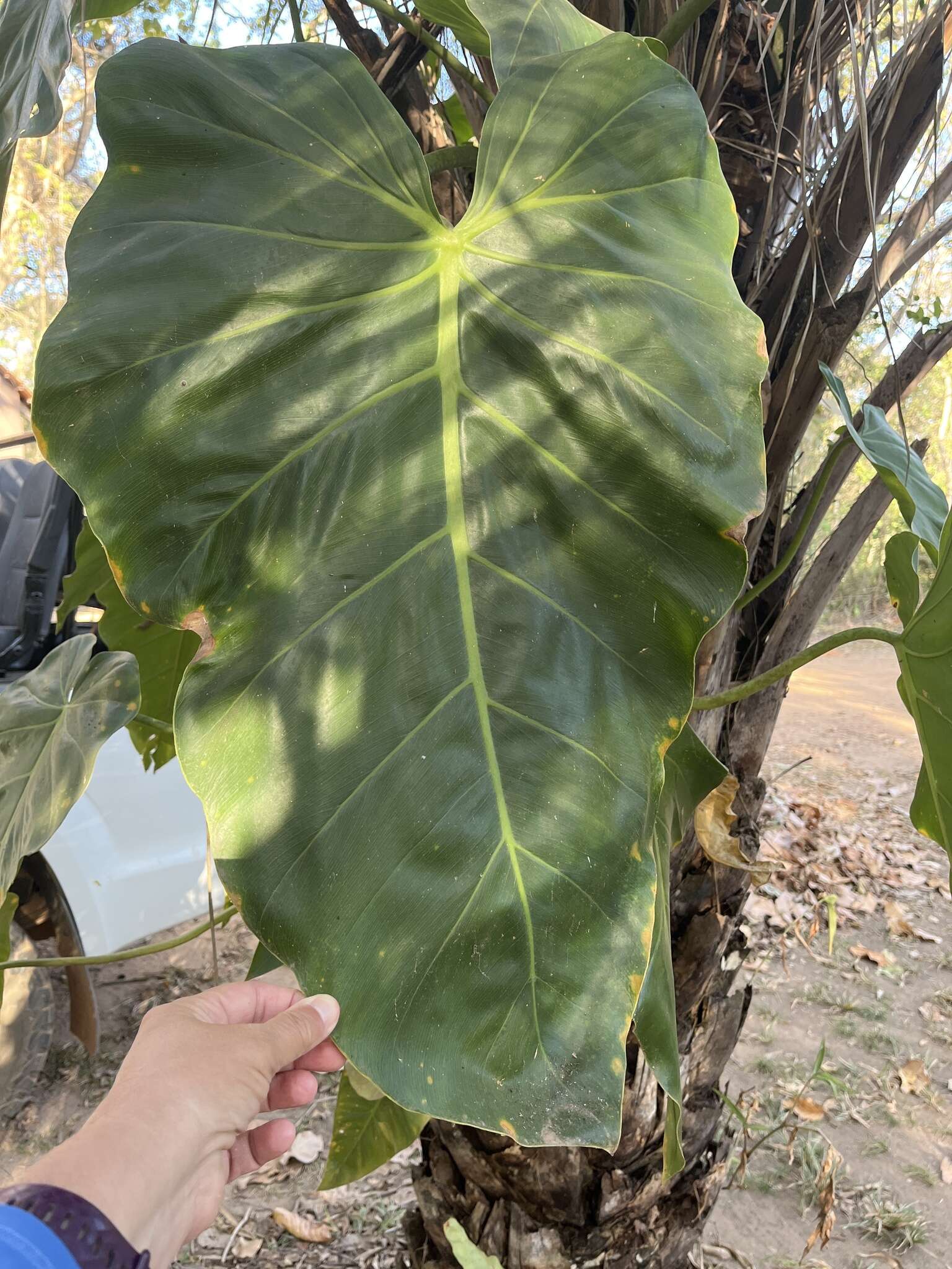 Image of Philodendron maximum K. Krause