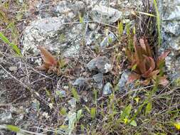 Imagem de Dudleya abramsii subsp. setchellii (Jeps.) Moran