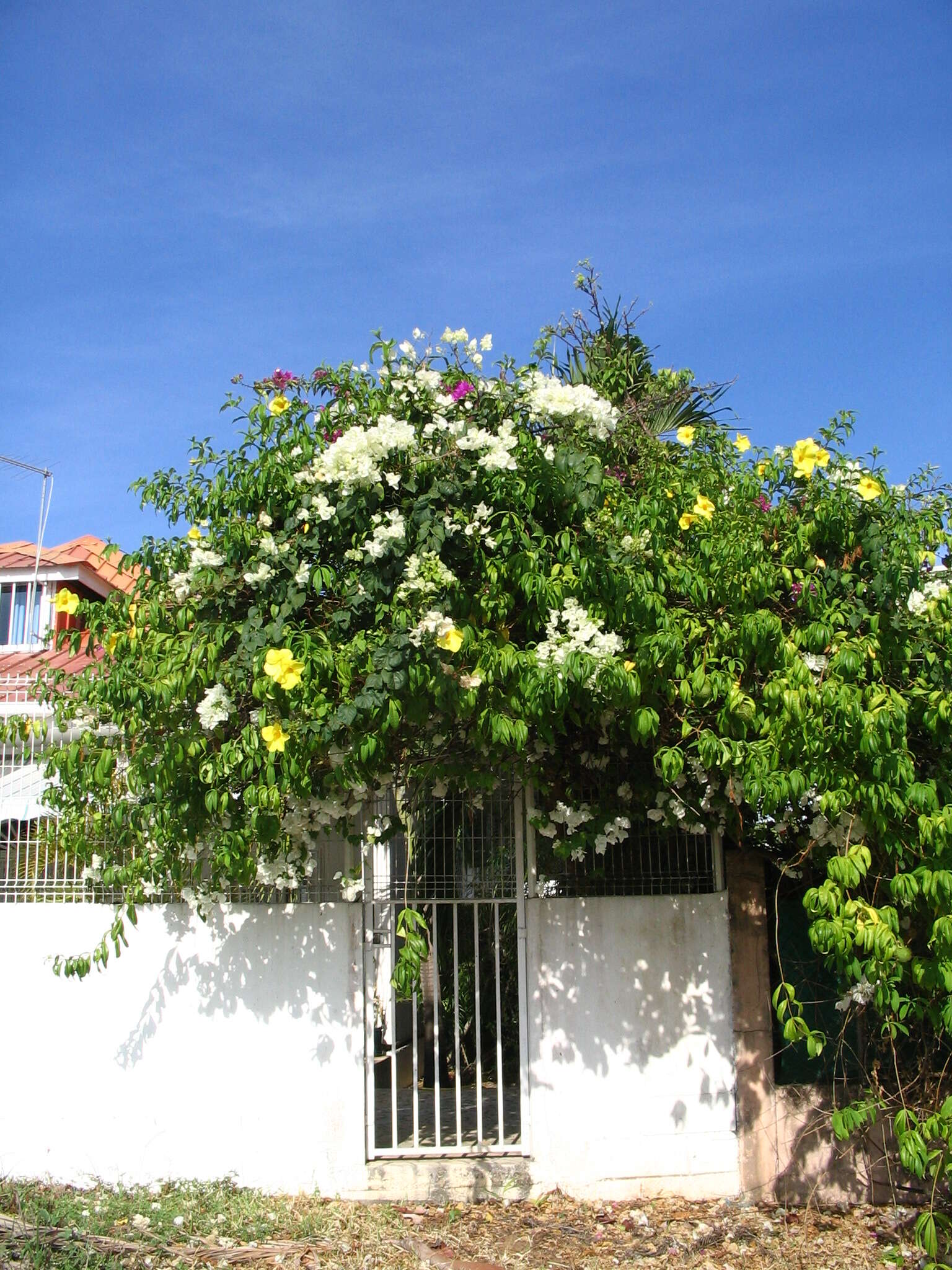 Image of golden trumpet