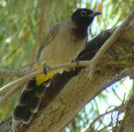 Image of White-eyed Bulbul