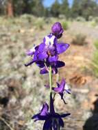 Image of twolobe larkspur