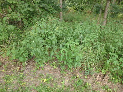 Image of great ragweed