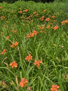 Image of orange daylily