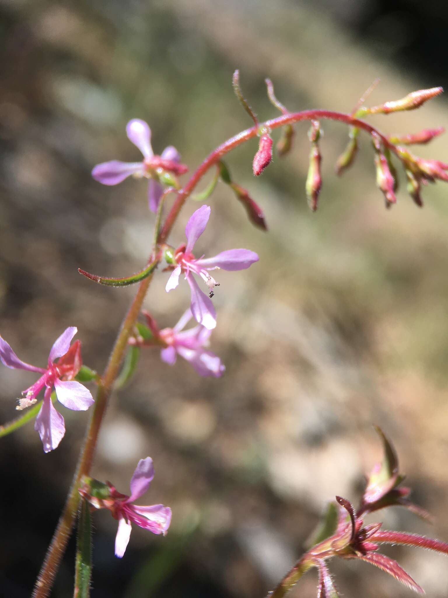 Image of mountain clarkia