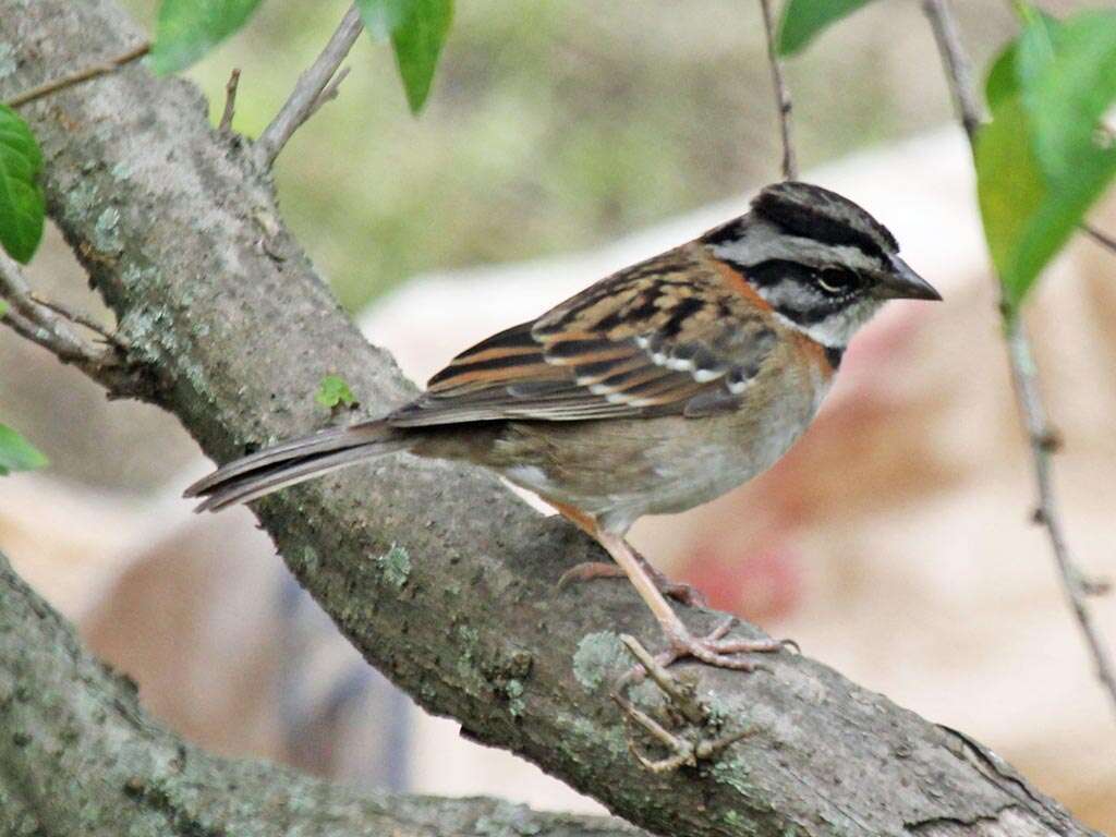 Imagem de Zonotrichia capensis (Müller & Pls 1776)