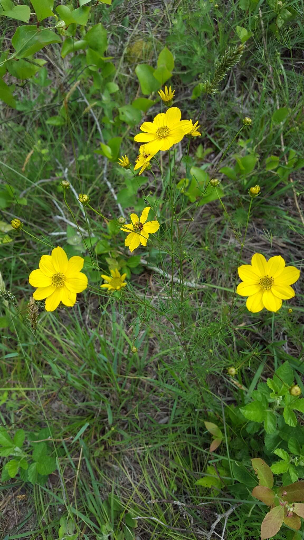 Image of whorled tickseed