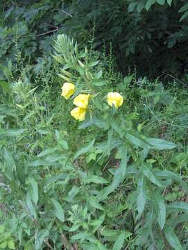 Imagem de Oenothera glazioviana M. Micheli