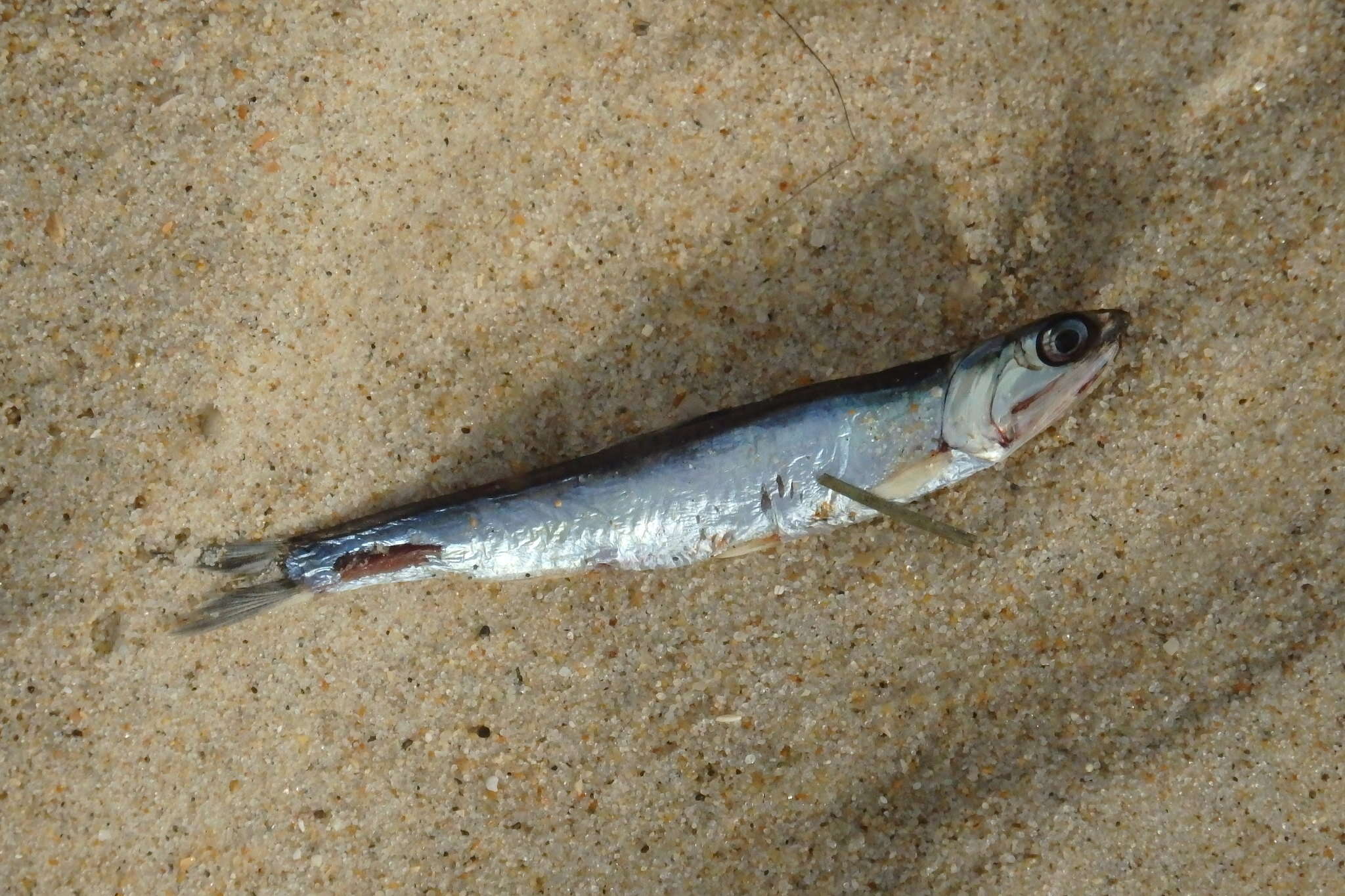 Image of Anchovy