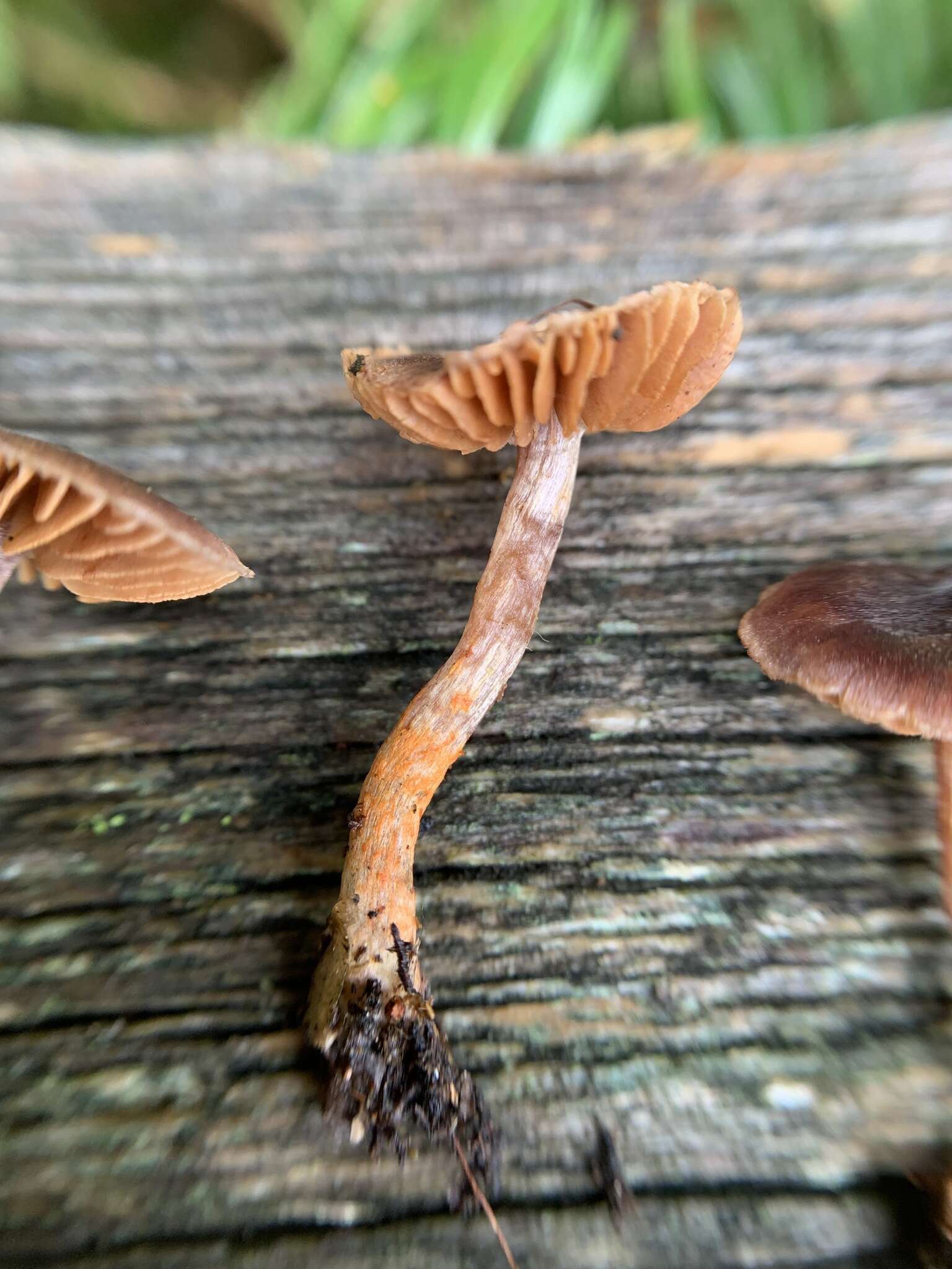 Слика од Cortinarius anthracinus (Fr.) Sacc. 1887