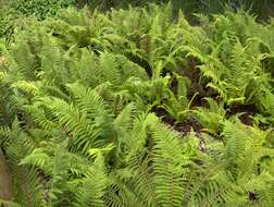 Image of Soft Shield Fern