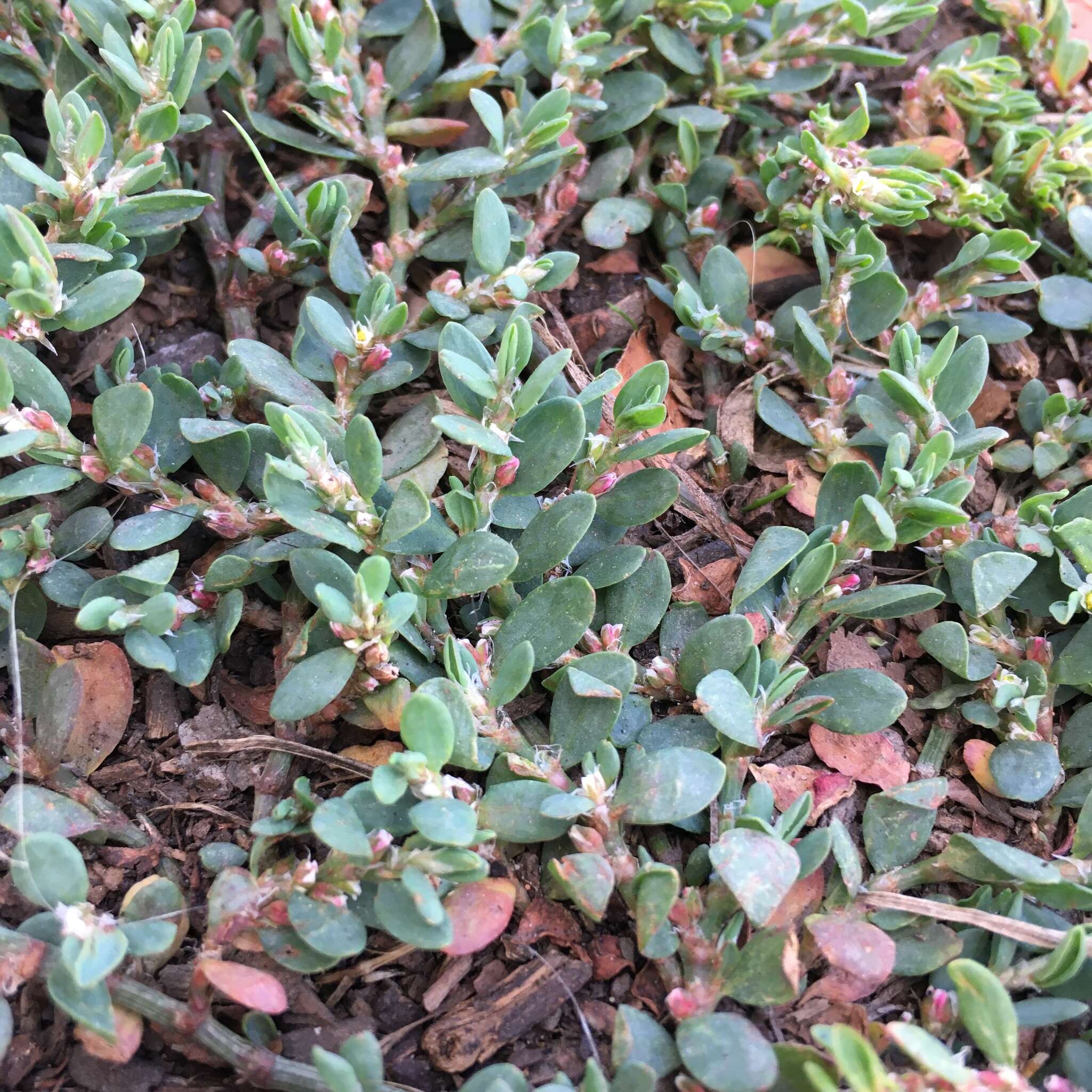 Polygonum aviculare subsp. buxiforme (Small) Costea & Tardif的圖片