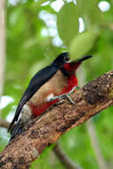 Image de Melanerpes Swainson 1832