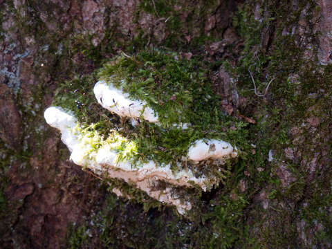 Image of Oxyporus