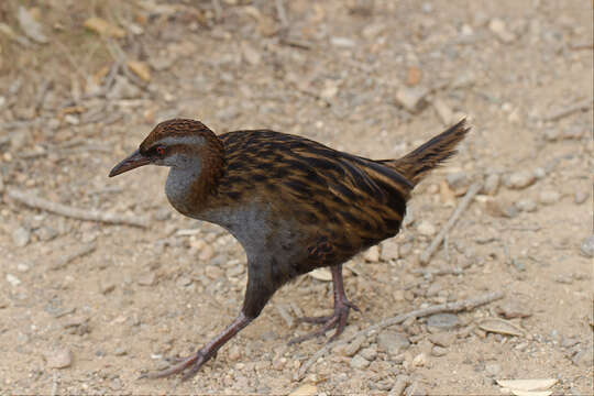 Image of Gallirallus australis greyi (Buller 1888)