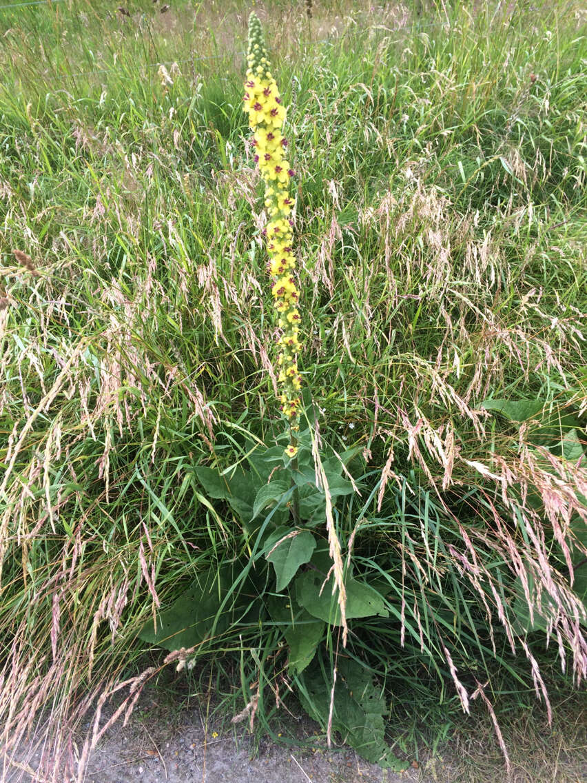 Verbascum nigrum L. resmi