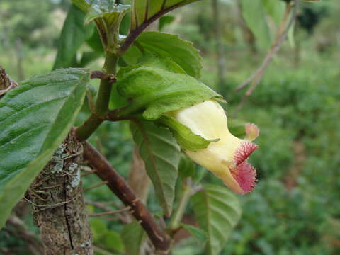 Image of Drymonia serrulata (Jacq.) Mart.