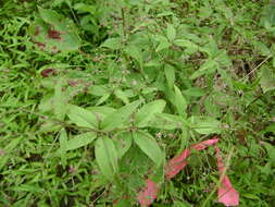 صورة Galium latifolium Michx.