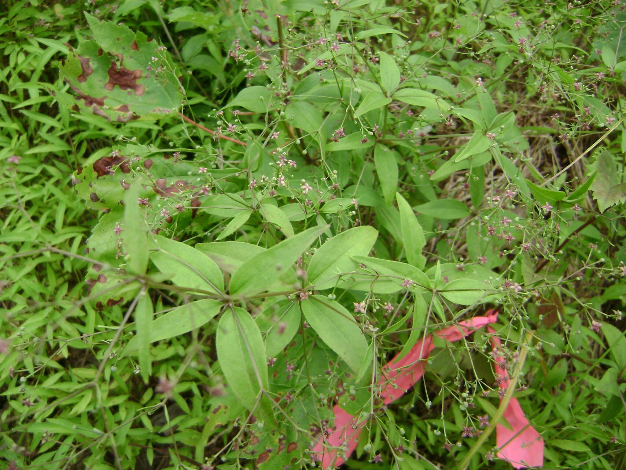 Imagem de Galium latifolium Michx.