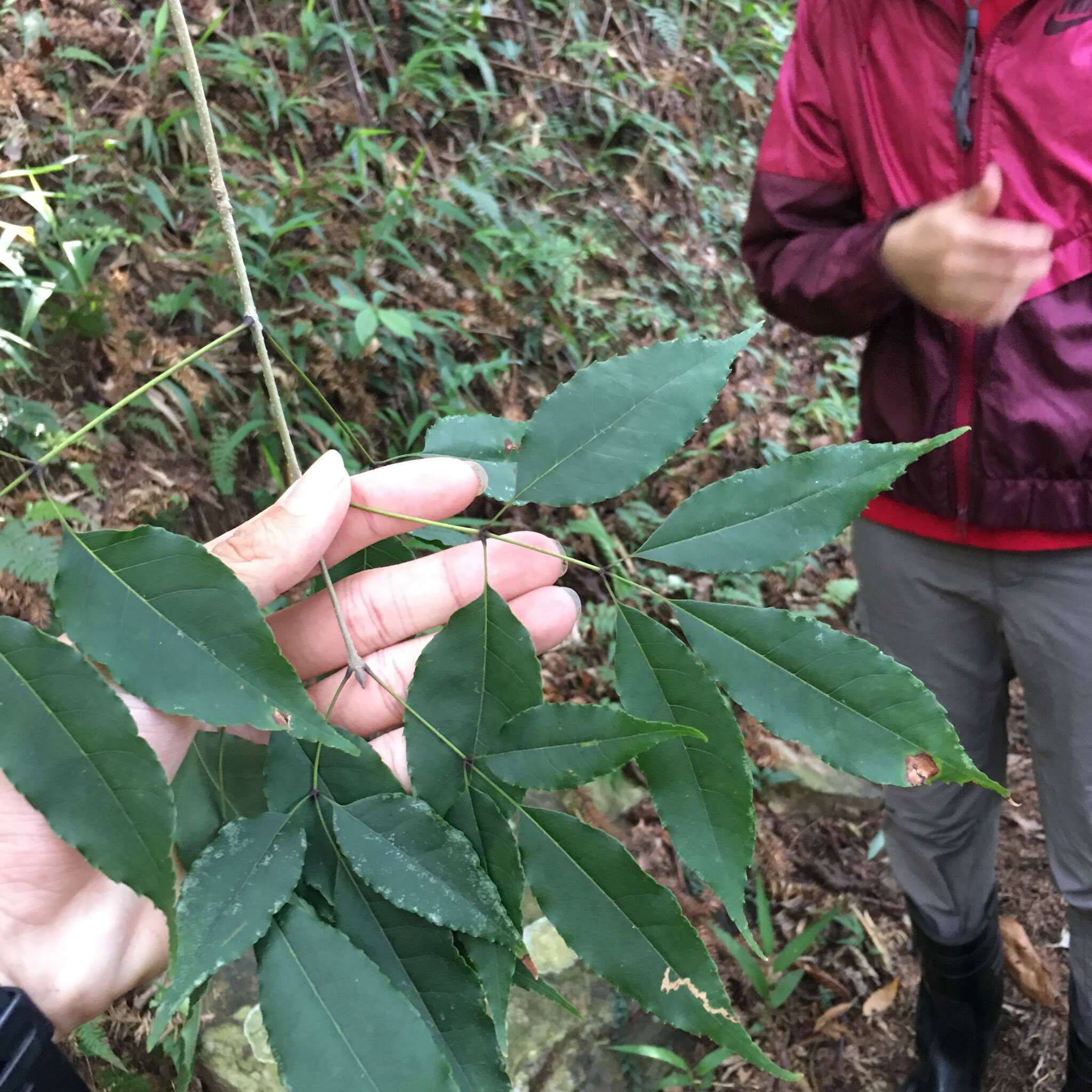 Image of Chinese flowering ash