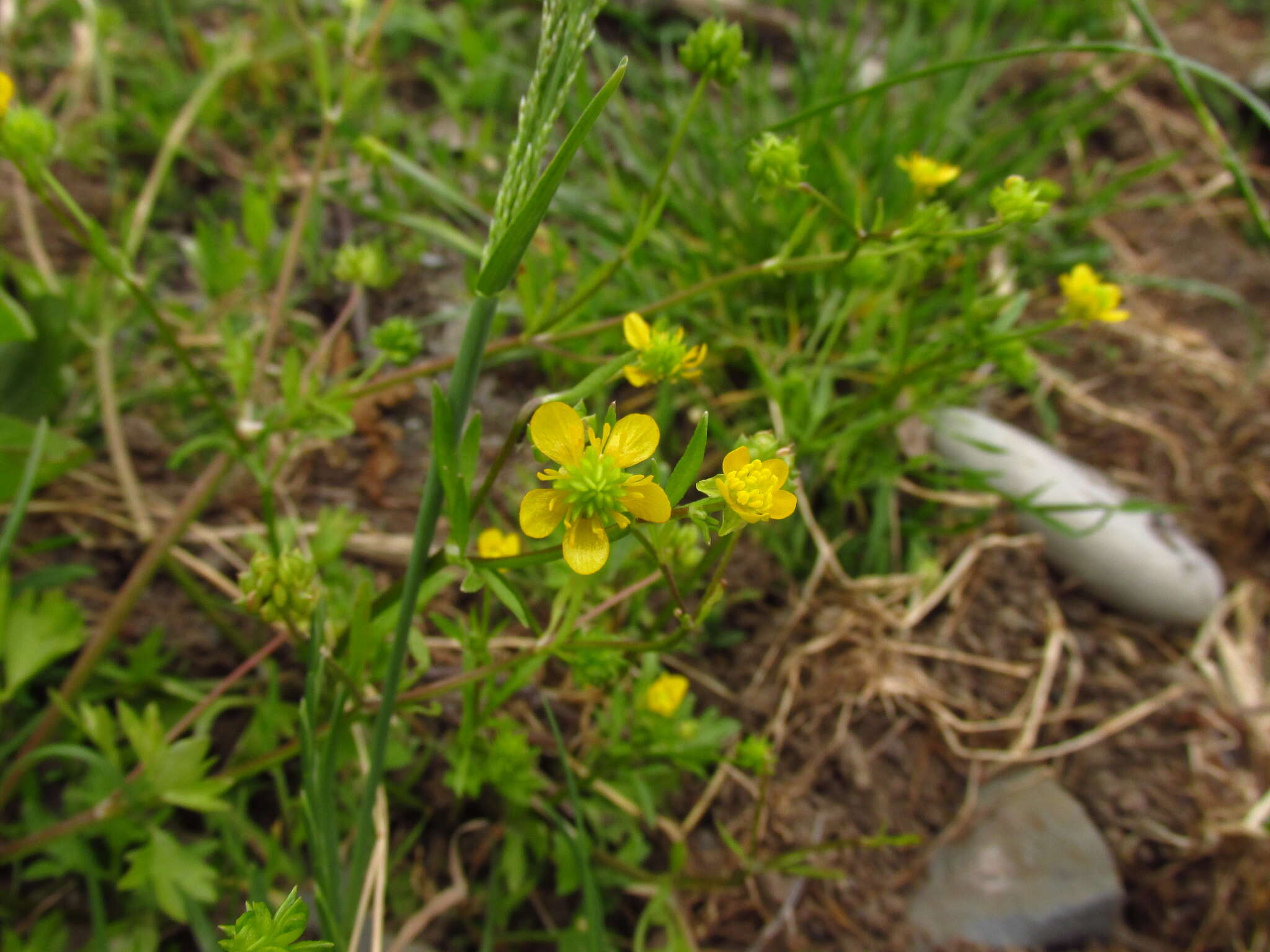 Image de Ranunculus marginatus Dum.-Urville