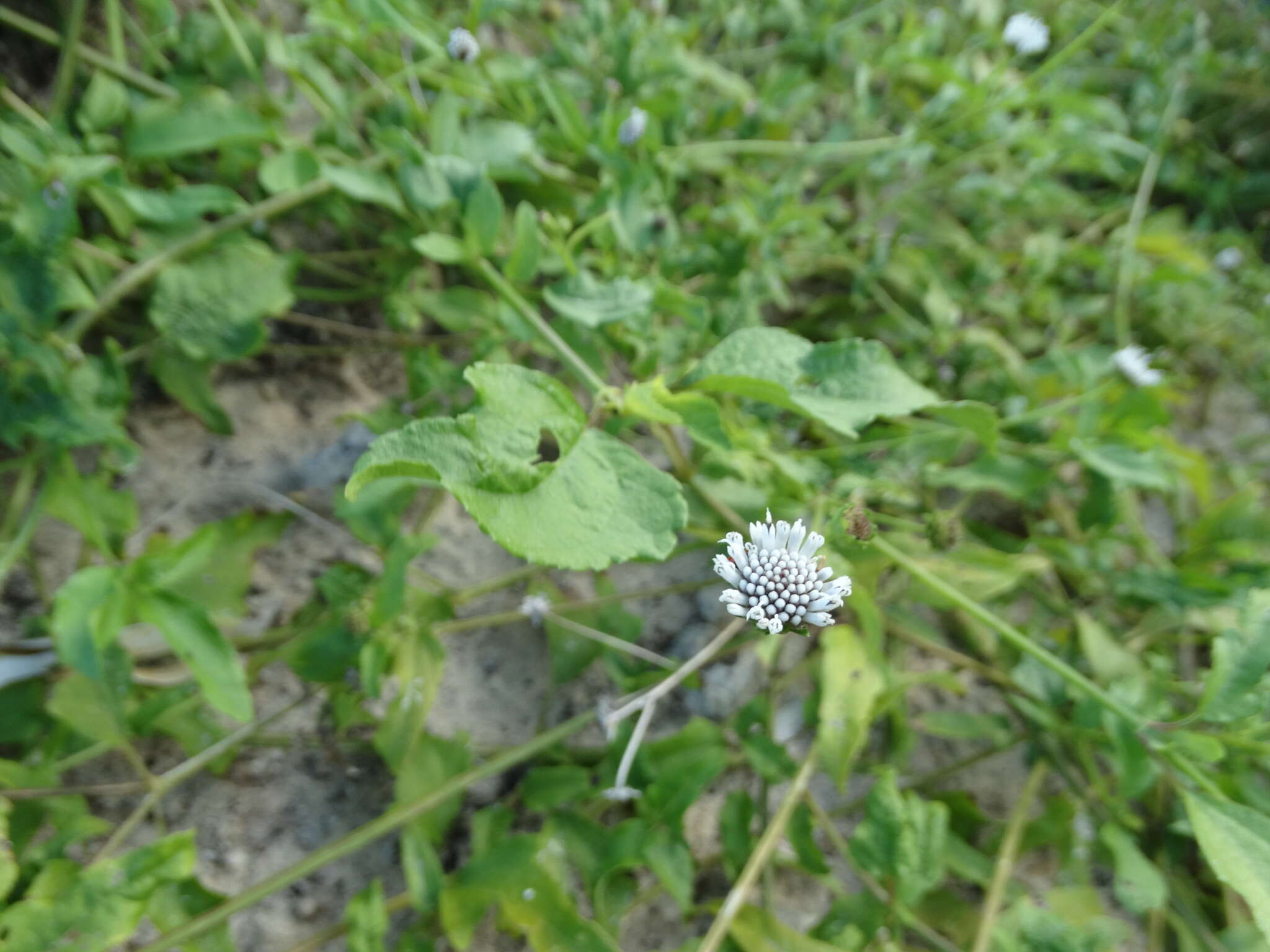 Sivun Melanthera nivea (L.) Small kuva